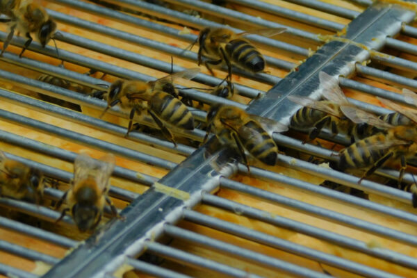 Bienen in einem Bienenstock